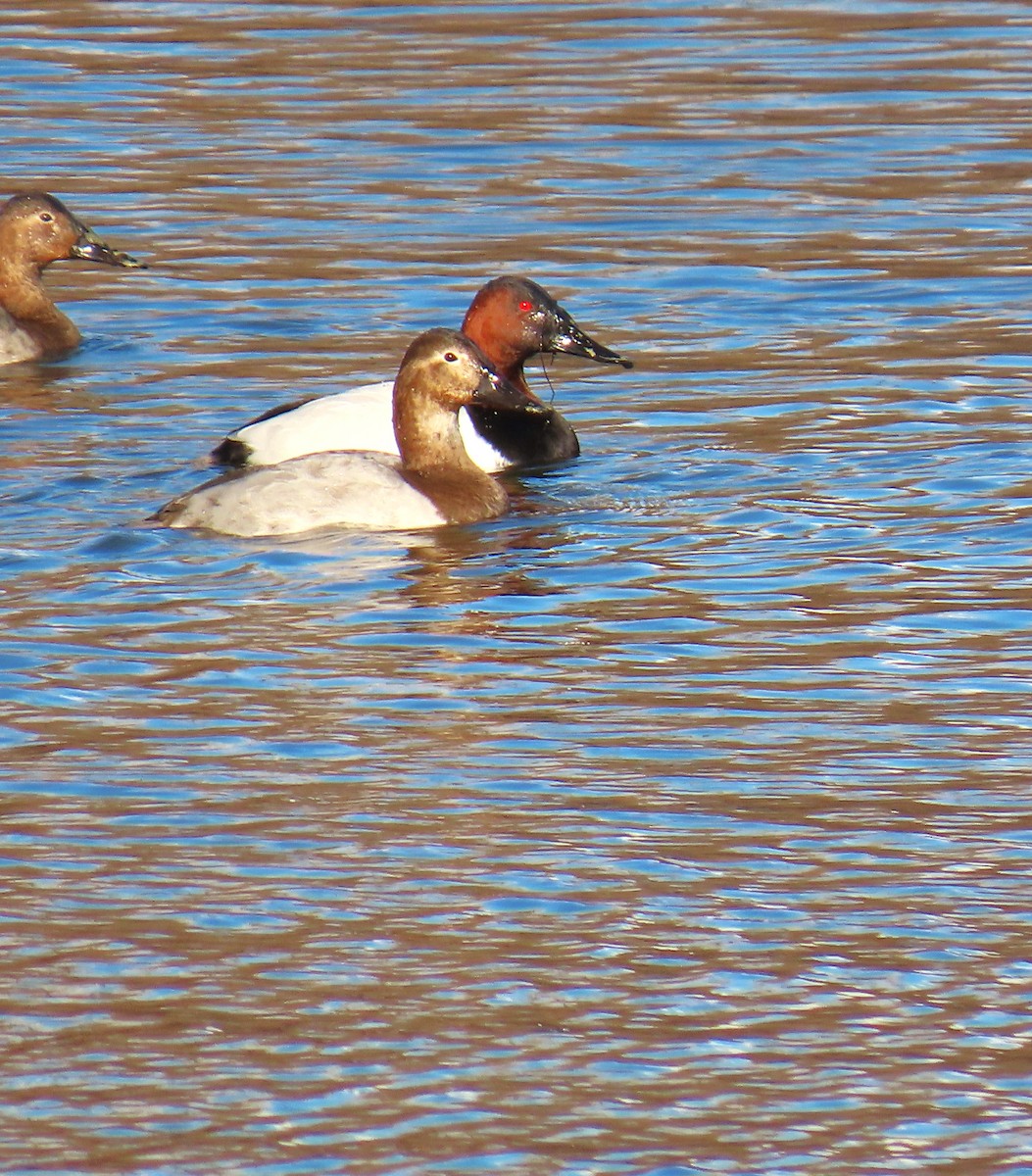 Murgilari bizkarzuria - ML647358734