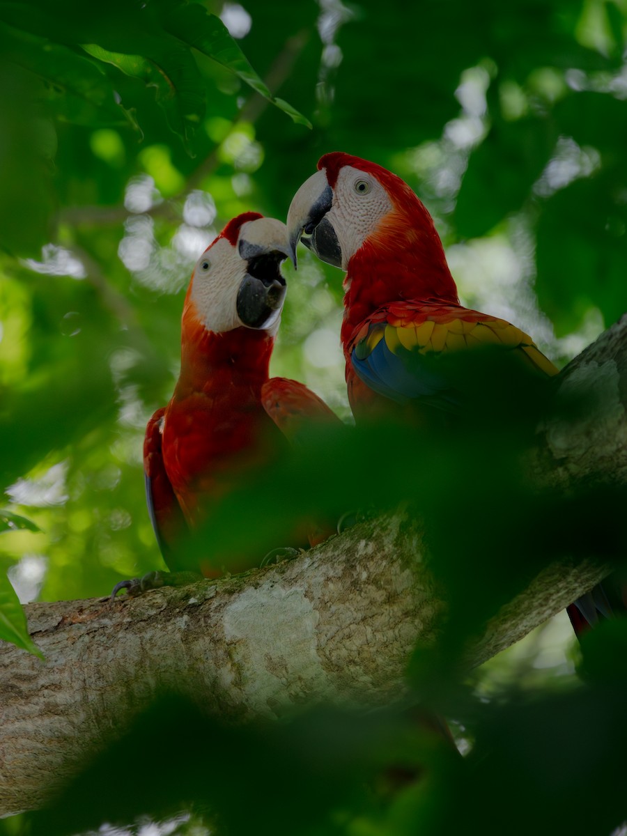 Scarlet Macaw - ML647358735