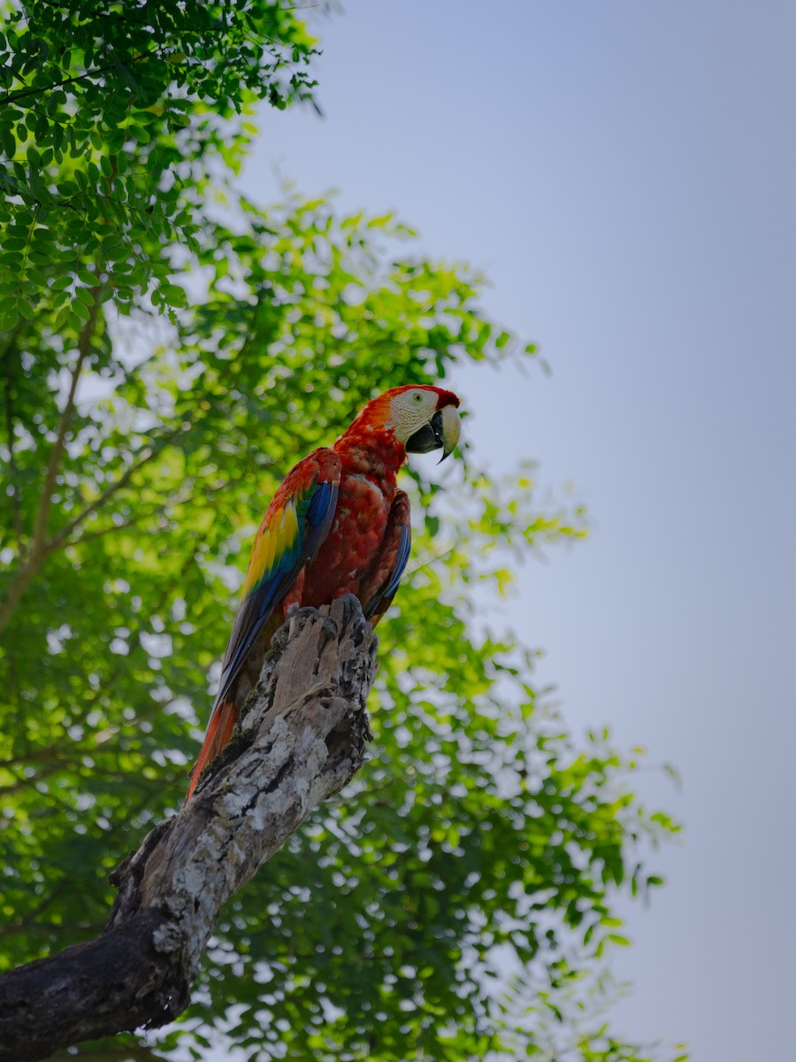 Scarlet Macaw - ML647358737