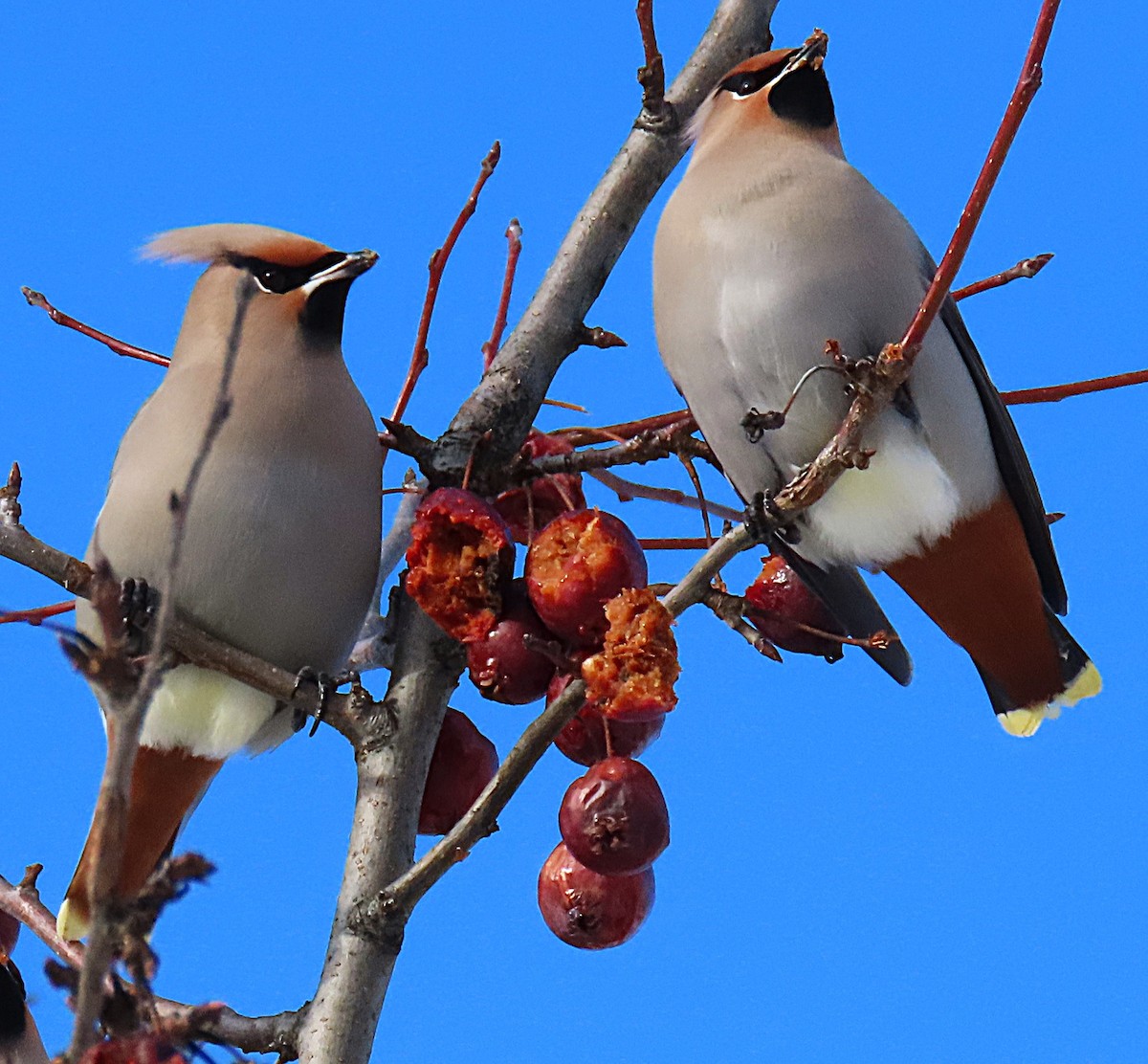 Ampelis Europeo - ML647358742