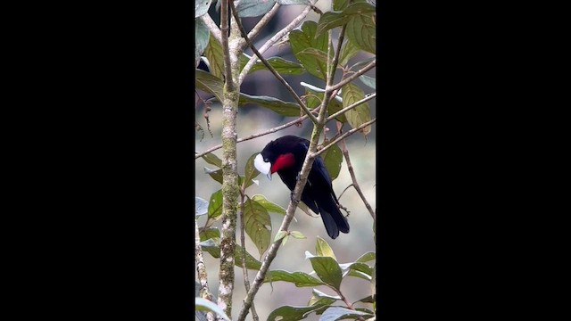 Тангар білоголовий - ML647358743