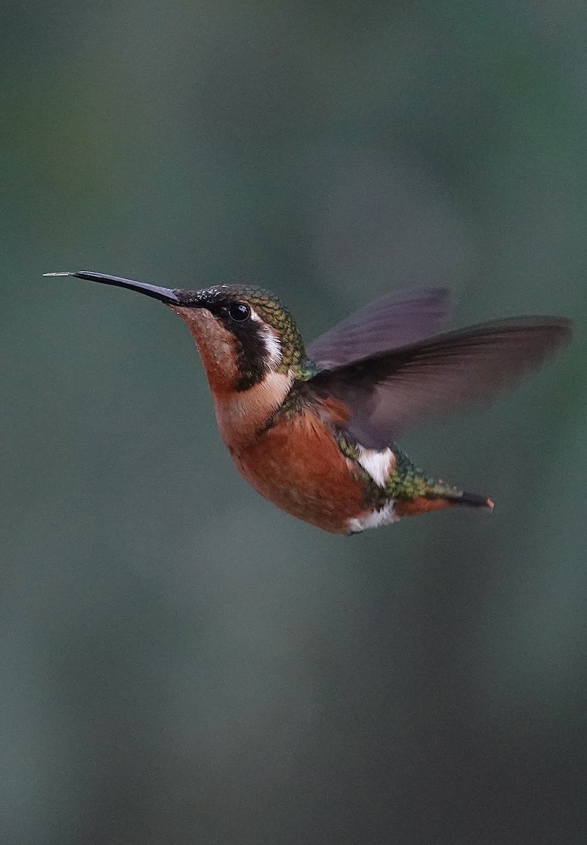 Ak Göbekli Ormanyıldızı - ML647358744