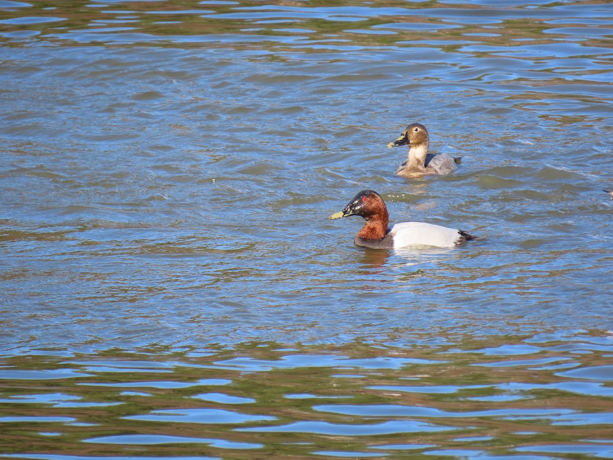 Murgilari bizkarzuria - ML647358751