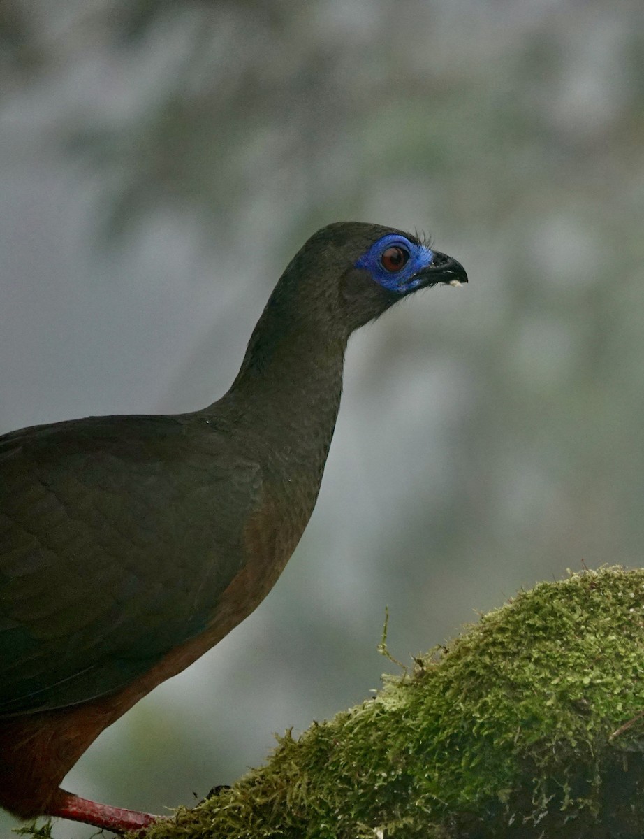 Sickle-winged Guan - ML647358755