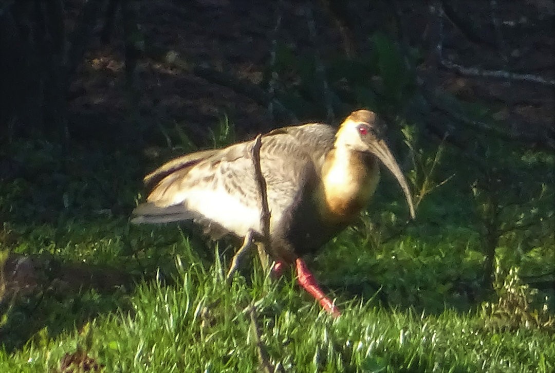 Buff-necked Ibis - ML647358758