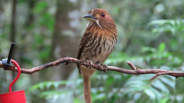 Таматія панамська - ML647358760