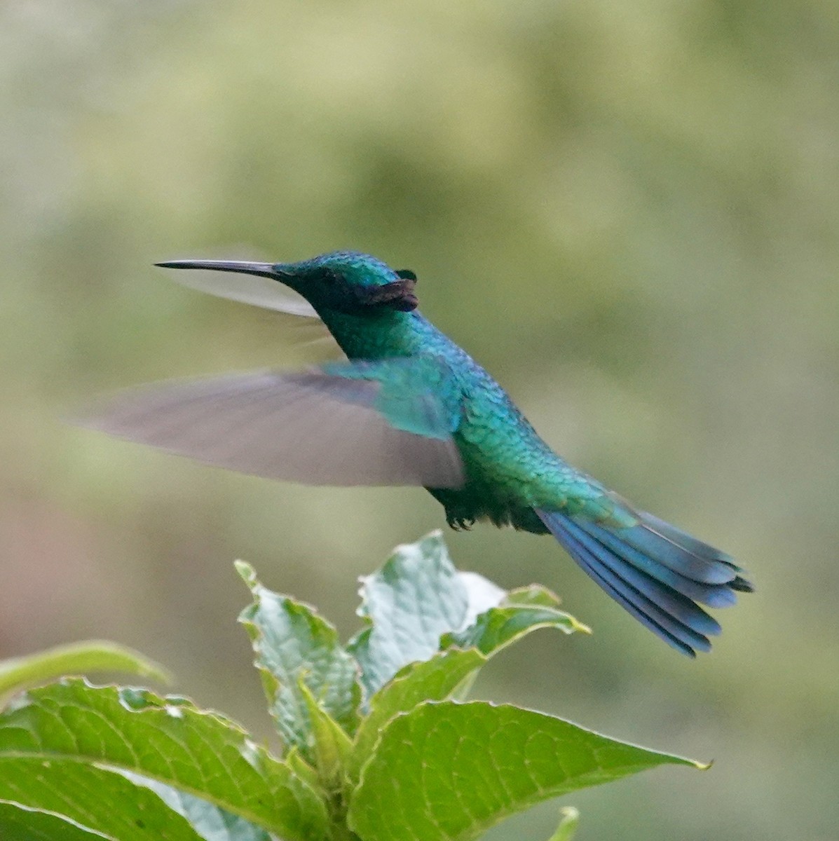 Колібрі синьочеревий - ML647358763