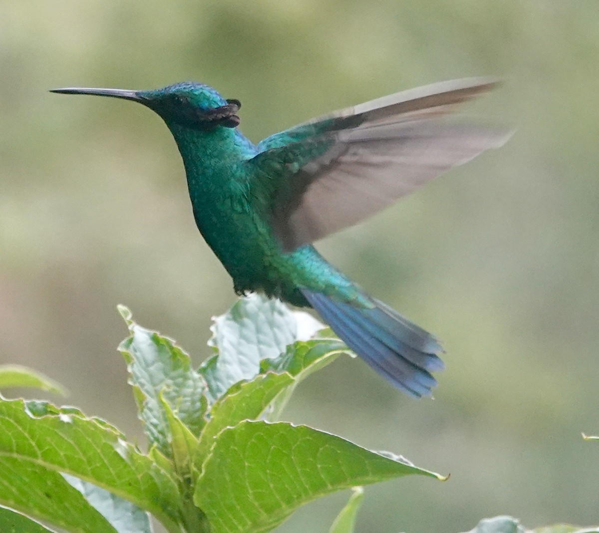 Колібрі синьочеревий - ML647358764