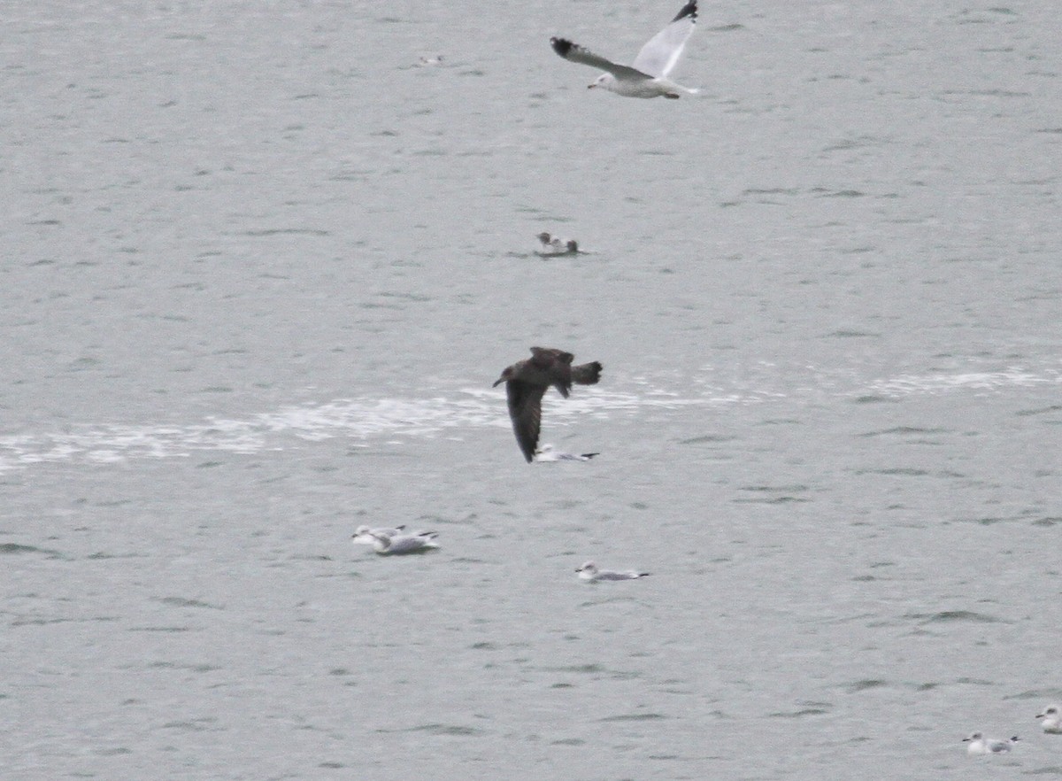 Lesser Black-backed Gull (graellsii) - ML647358769