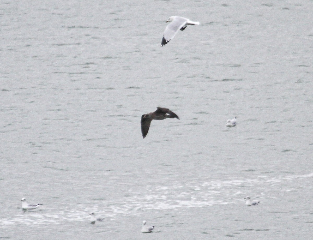 Lesser Black-backed Gull (graellsii) - ML647358770