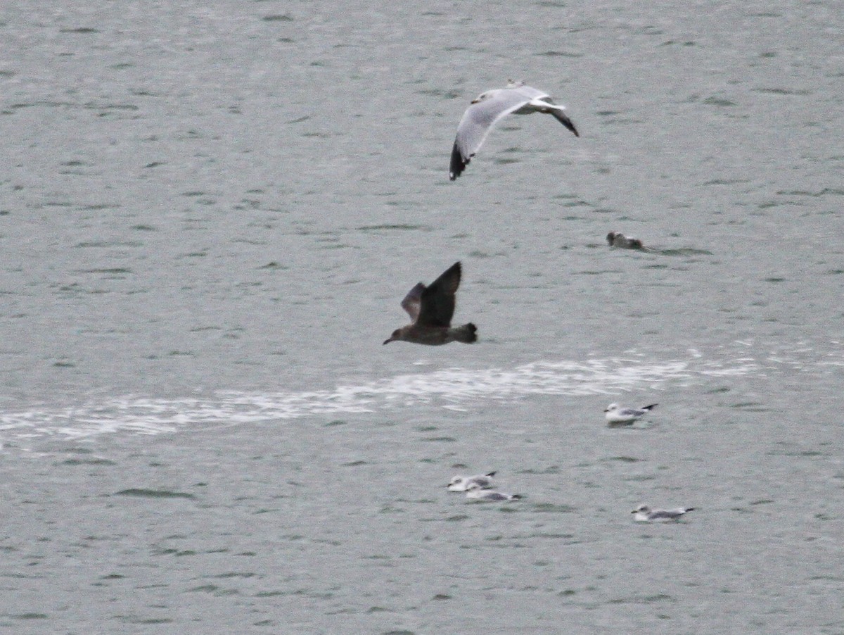 Lesser Black-backed Gull (graellsii) - ML647358771