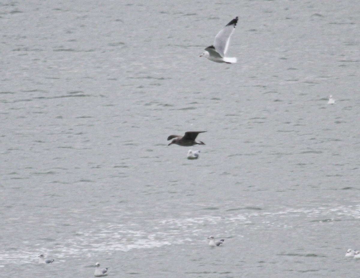 Lesser Black-backed Gull (graellsii) - ML647358772