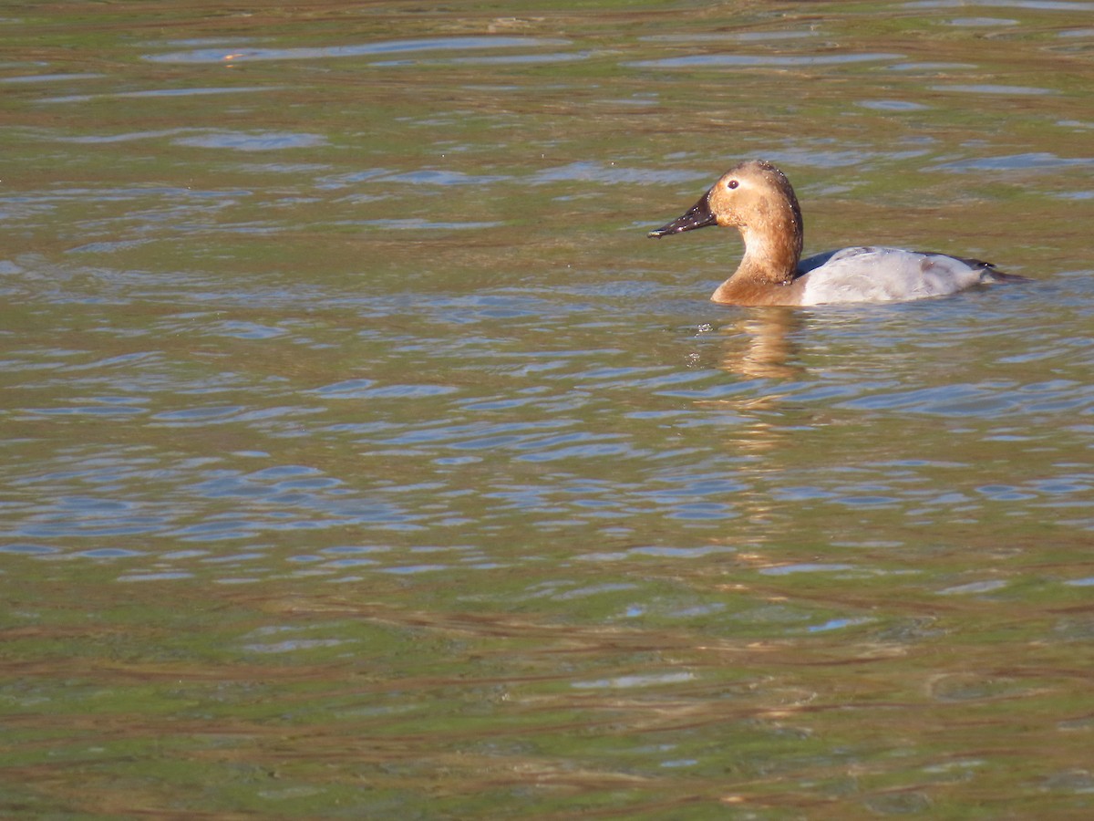 Murgilari bizkarzuria - ML647358782