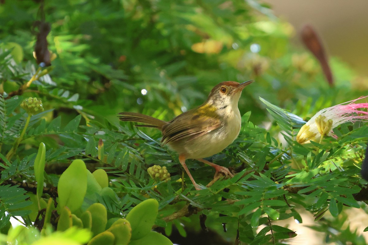 Common Tailorbird - ML647358794