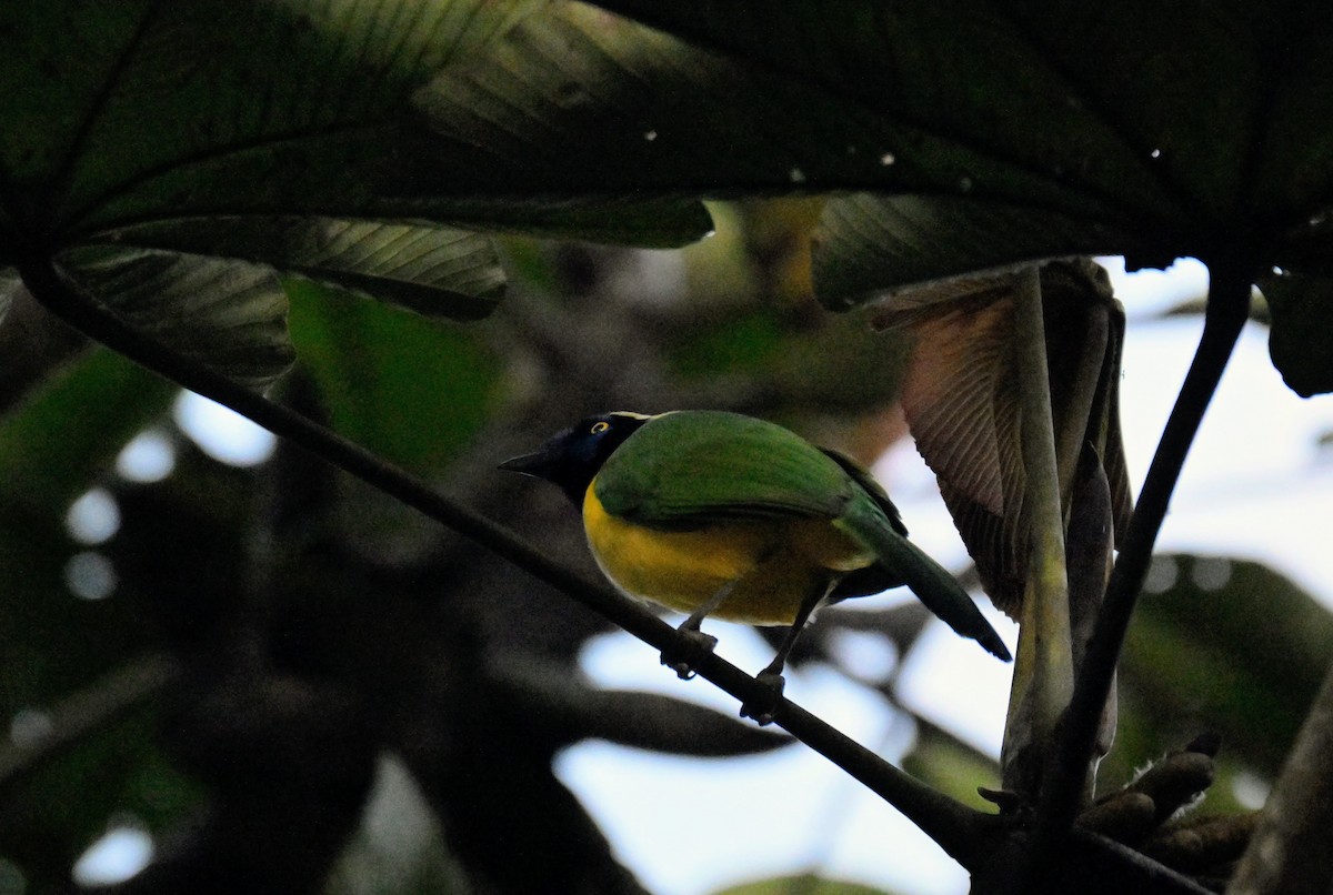 Green Jay - ML647358797