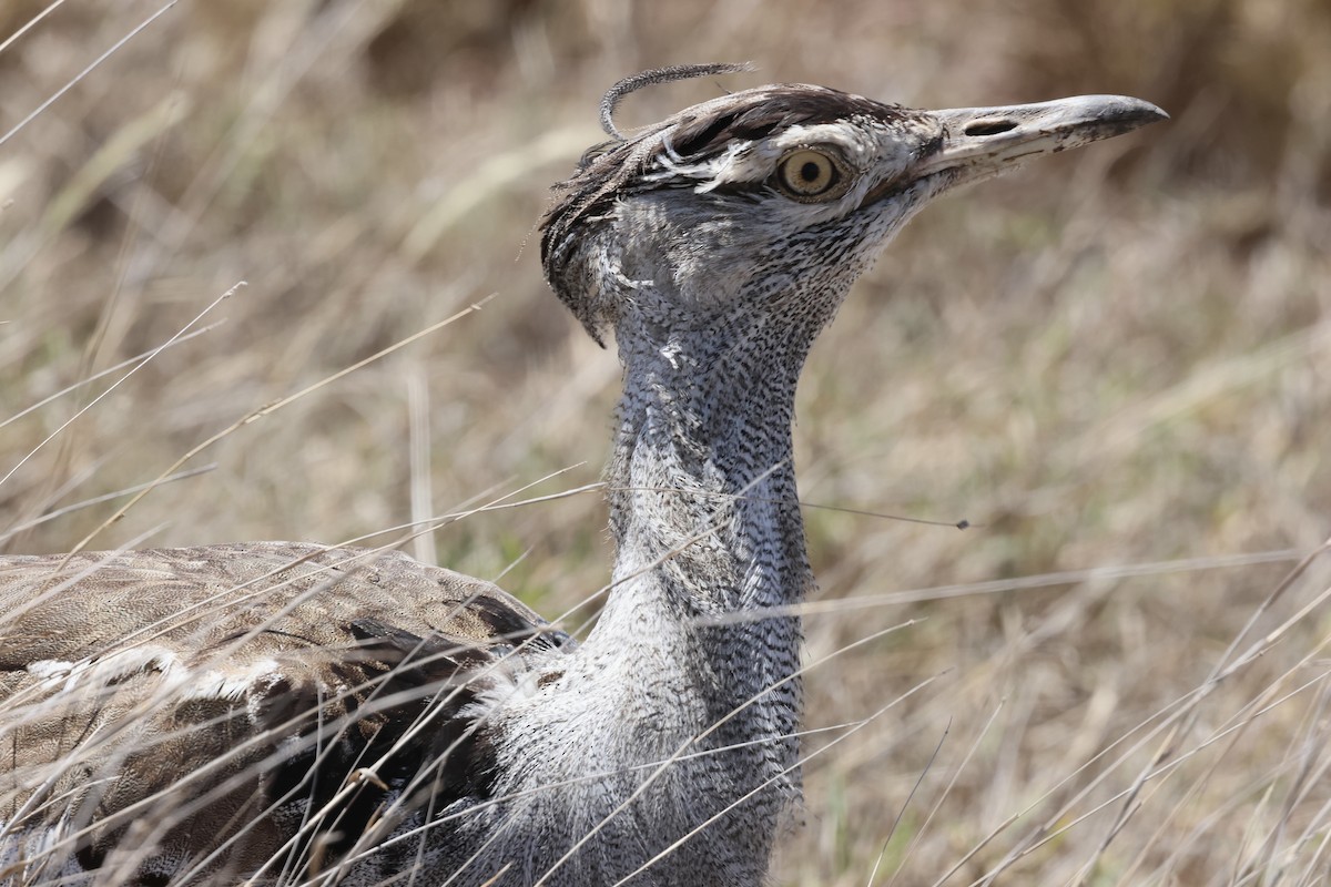 Kori Toyu - ML647358799