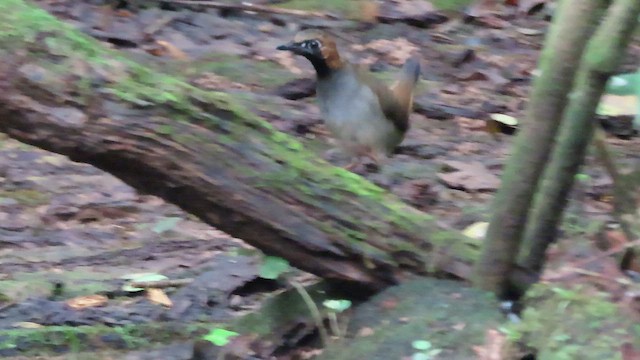 Мурахолов рудошиїй - ML647358821