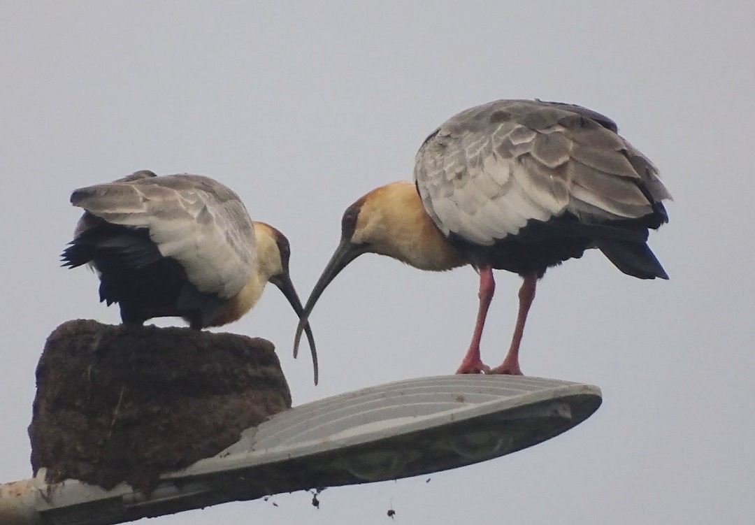Buff-necked Ibis - ML647358825