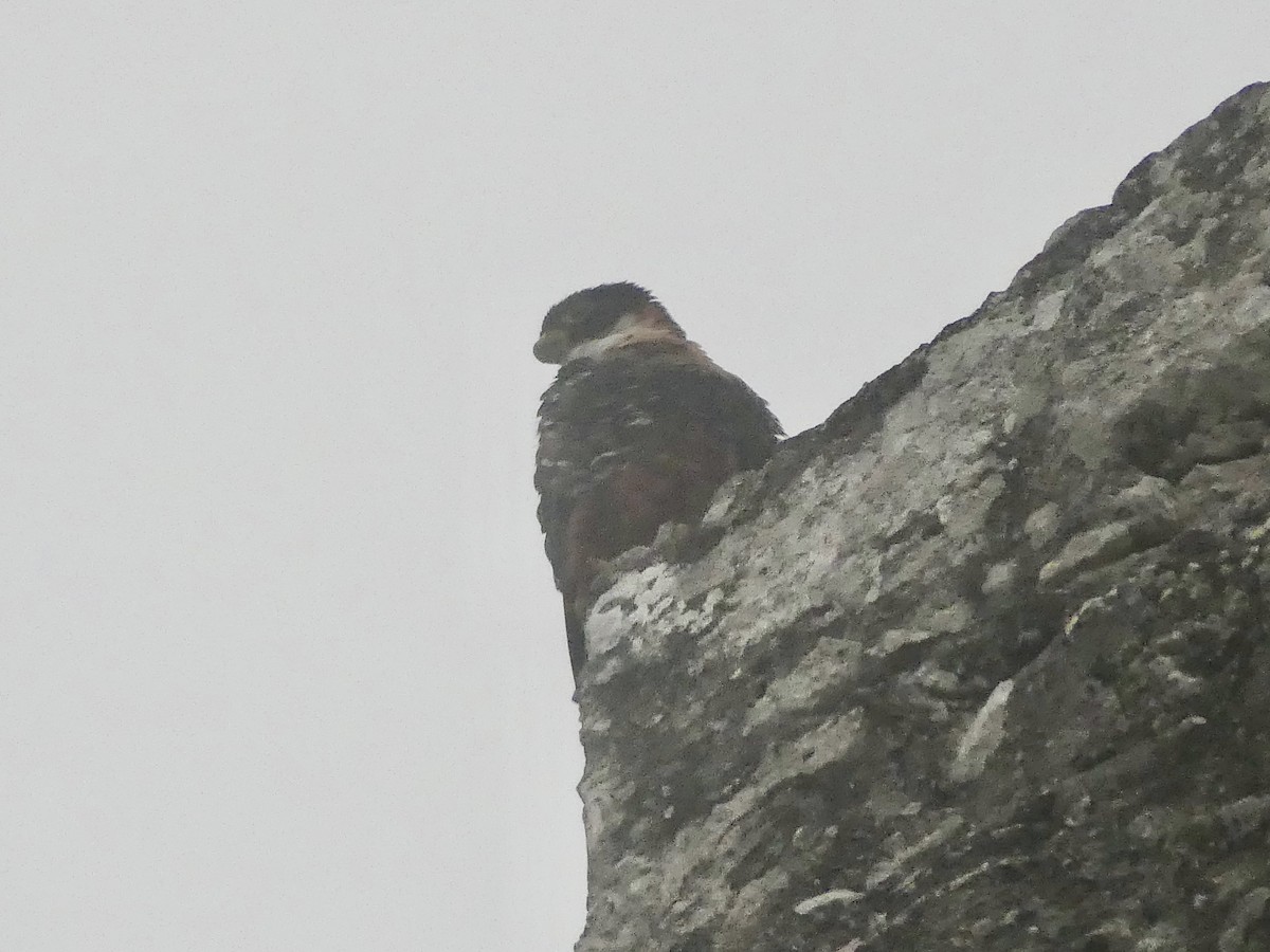 Orange-breasted Falcon - ML647358826
