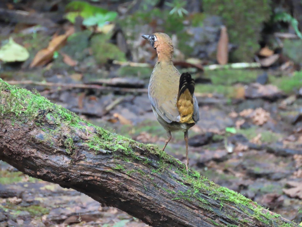 Black-faced Antthrush - ML647358839