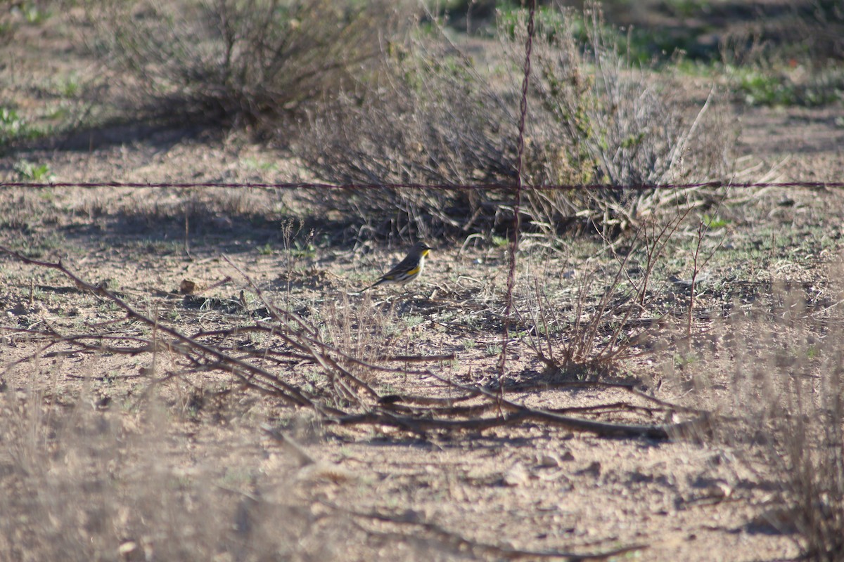 Yellow-rumped Warbler - ML647358841