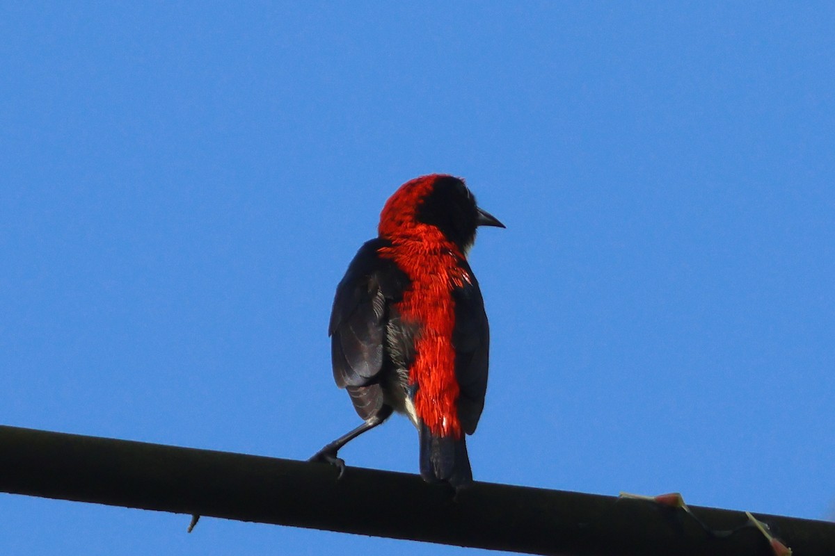 Scarlet-backed Flowerpecker - ML647358844