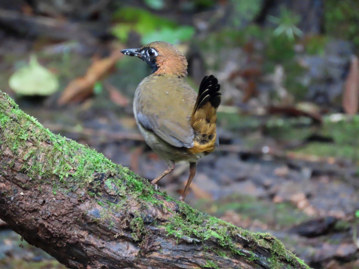 Black-faced Antthrush - ML647358851