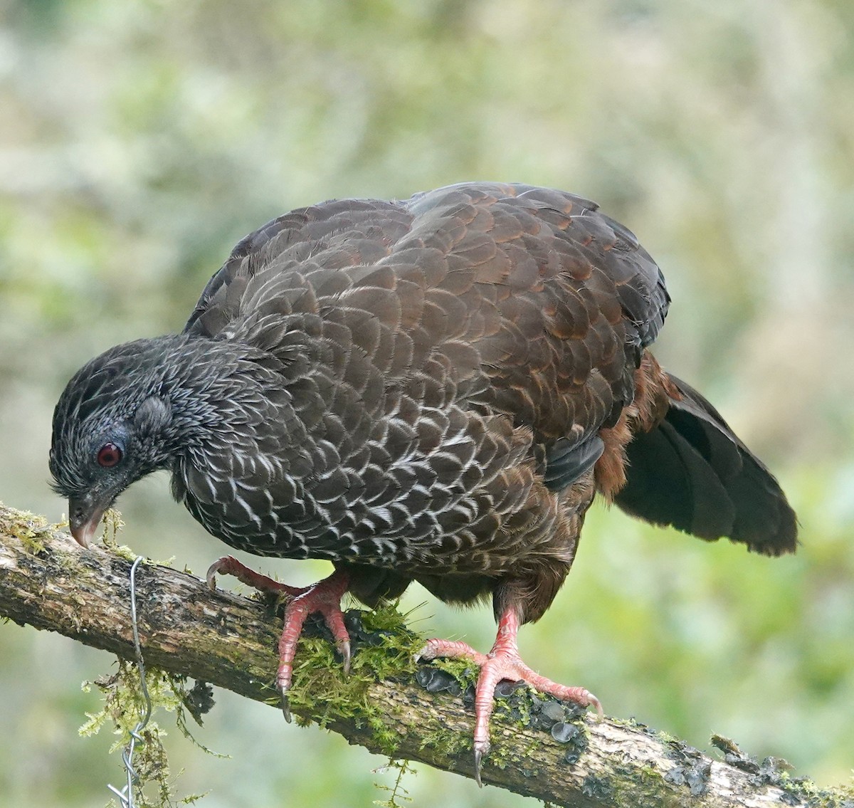 Andean Guan - ML647358858