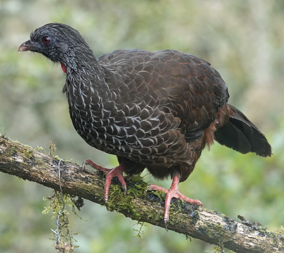 Andean Guan - ML647358859