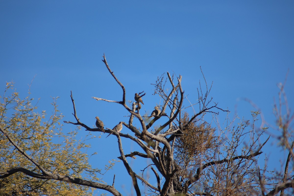 Mourning Dove - ML647358860