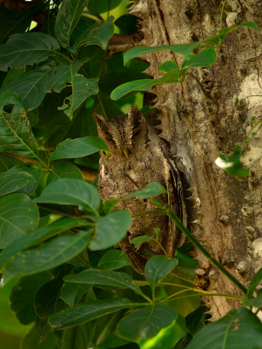 Pacific Screech-Owl - ML647358870