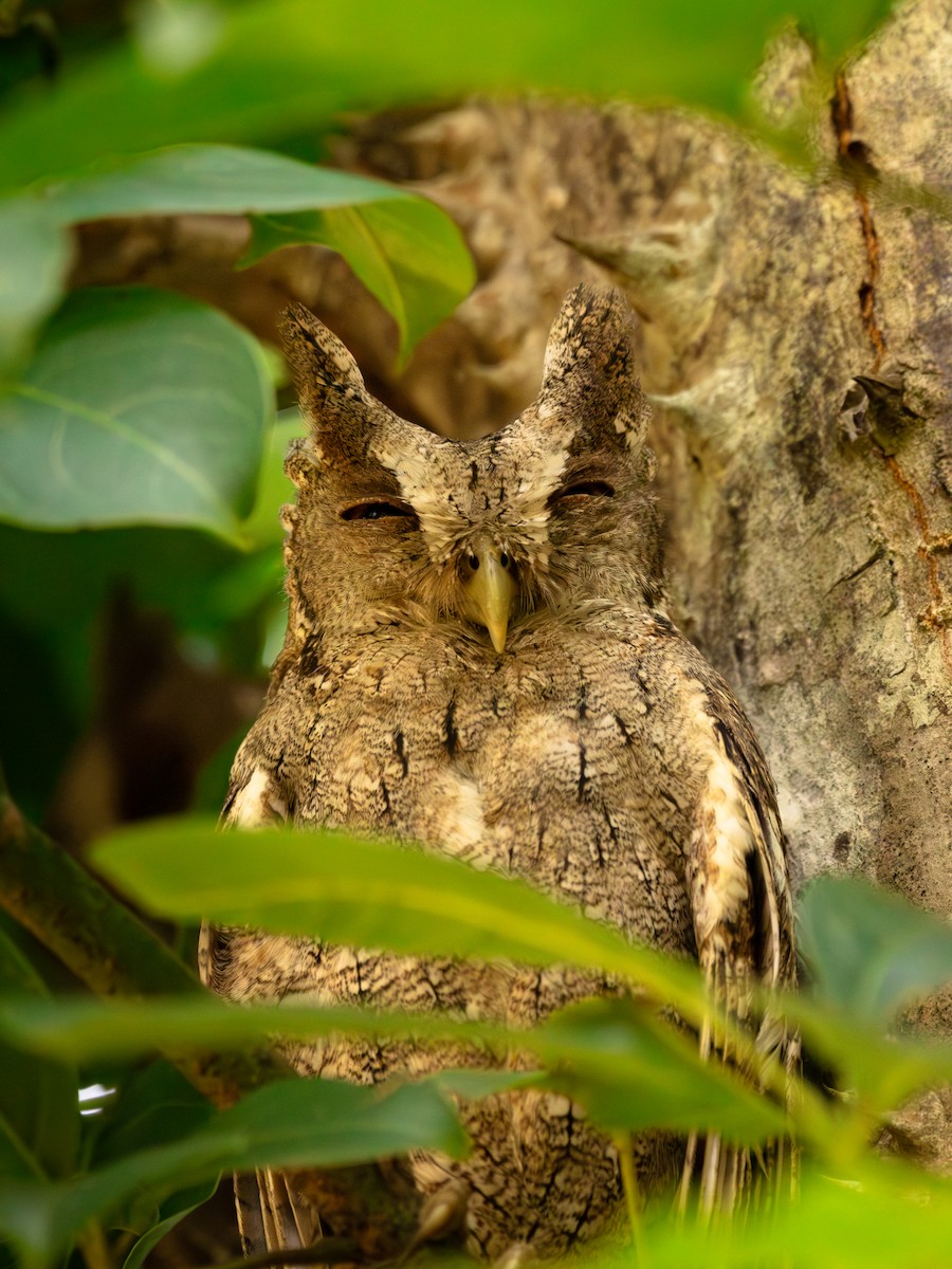 Pacific Screech-Owl - ML647358872