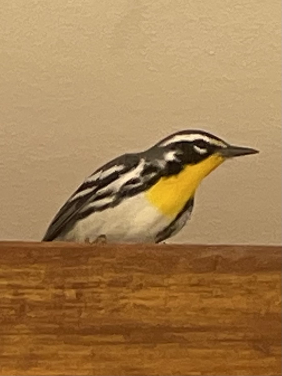Yellow-throated Warbler - ML647358877