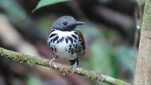 Мурав’янка-куцохвіст плямиста - ML647358882