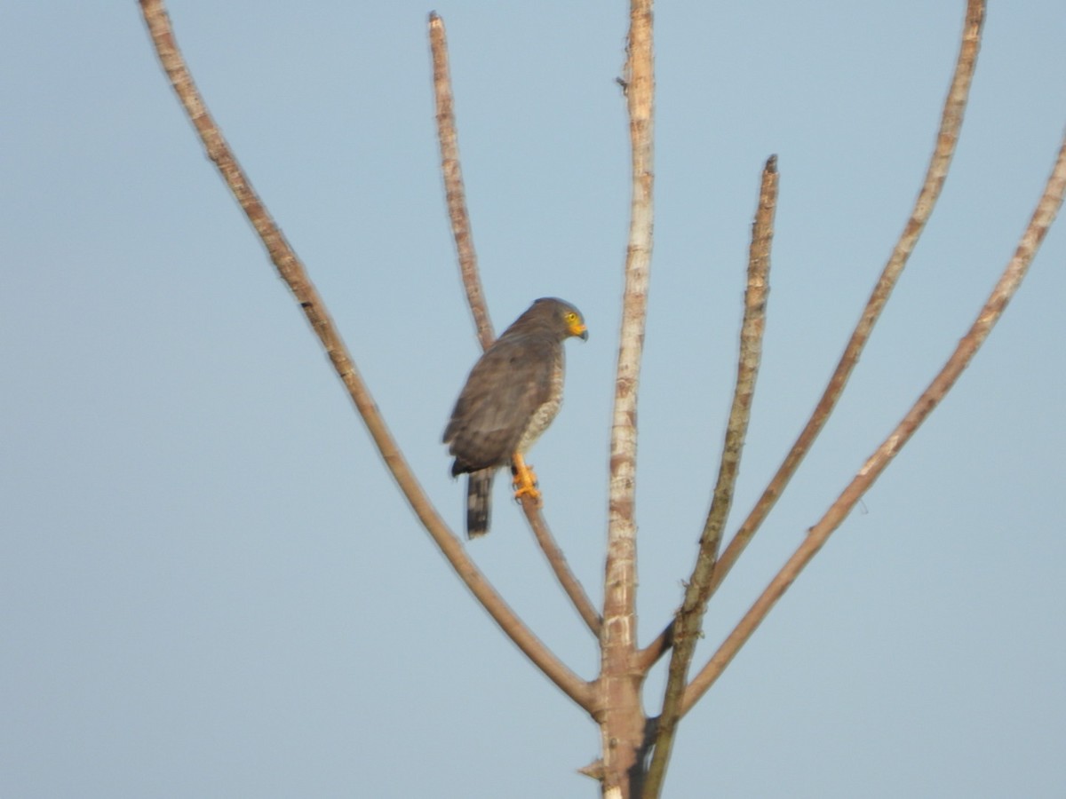 Roadside Hawk - ML647358884