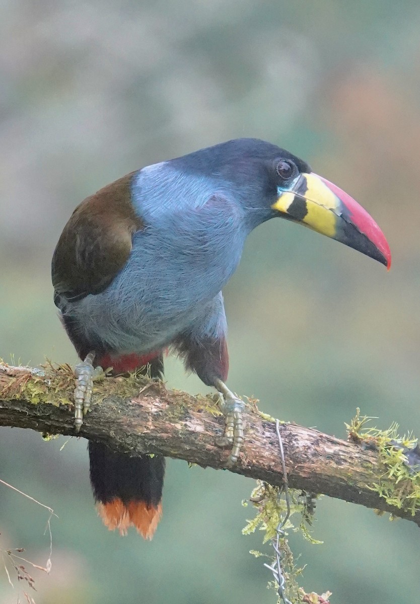 Tucán Pechigrís - ML647358890