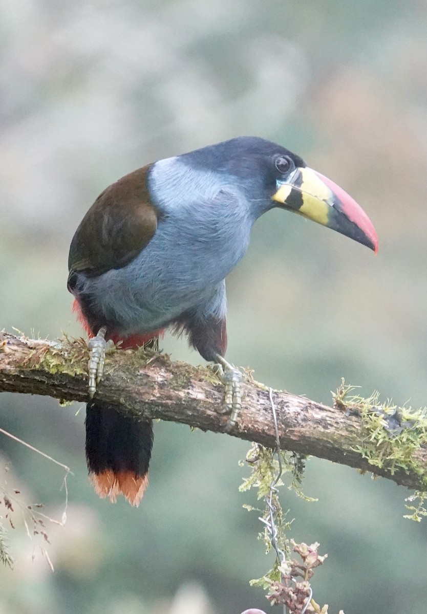 Tucán Pechigrís - ML647358891