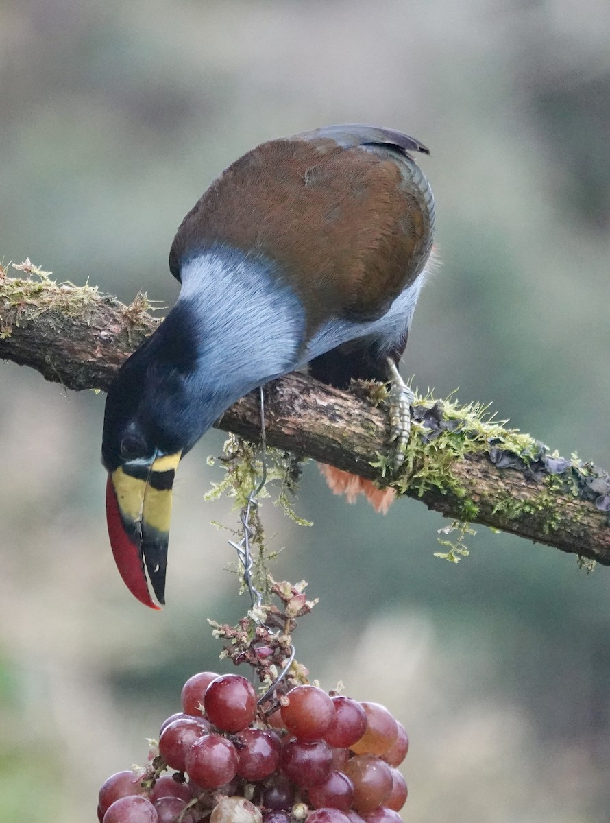 Tucán Pechigrís - ML647358892