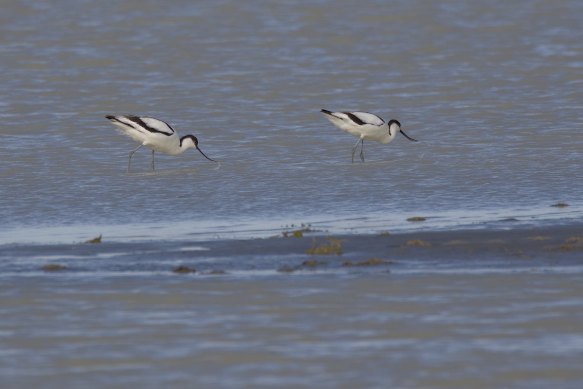 反嘴鴴 - ML647358899