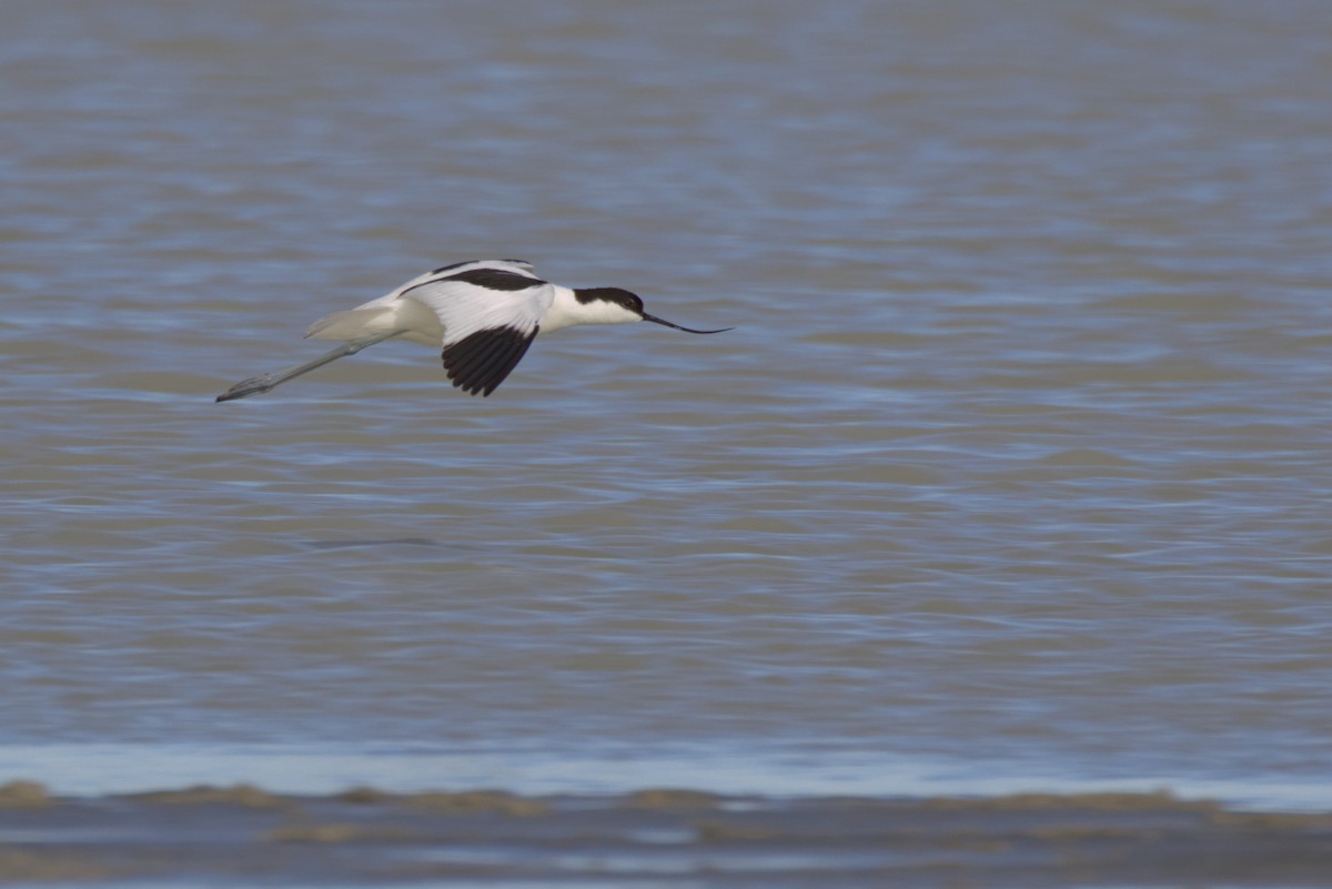 高蹺鴴 - ML647358900