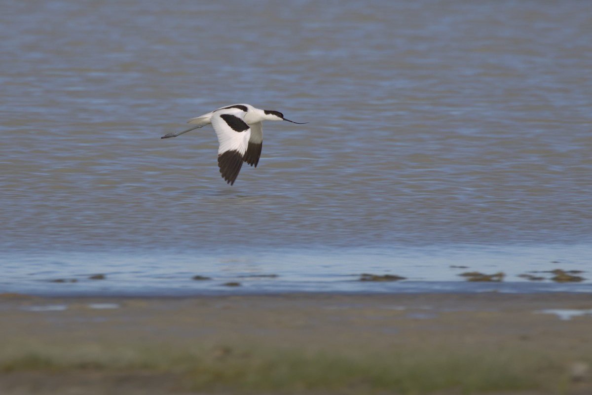 高蹺鴴 - ML647358901