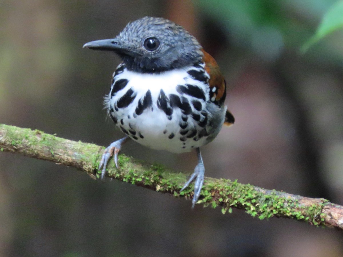 Spotted Antbird - ML647358902