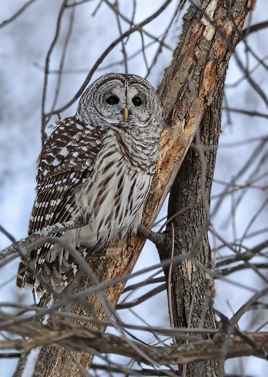 Barred Owl - ML647358904