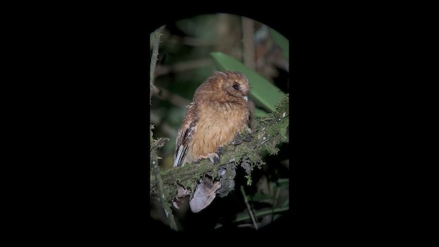 Сплюшка еквадорська - ML647358907