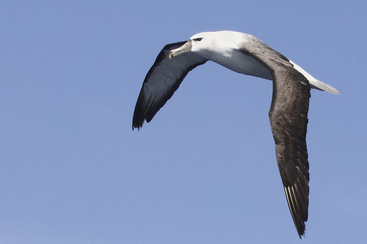 Black-browed Albatross (Black-browed) - ML647358908