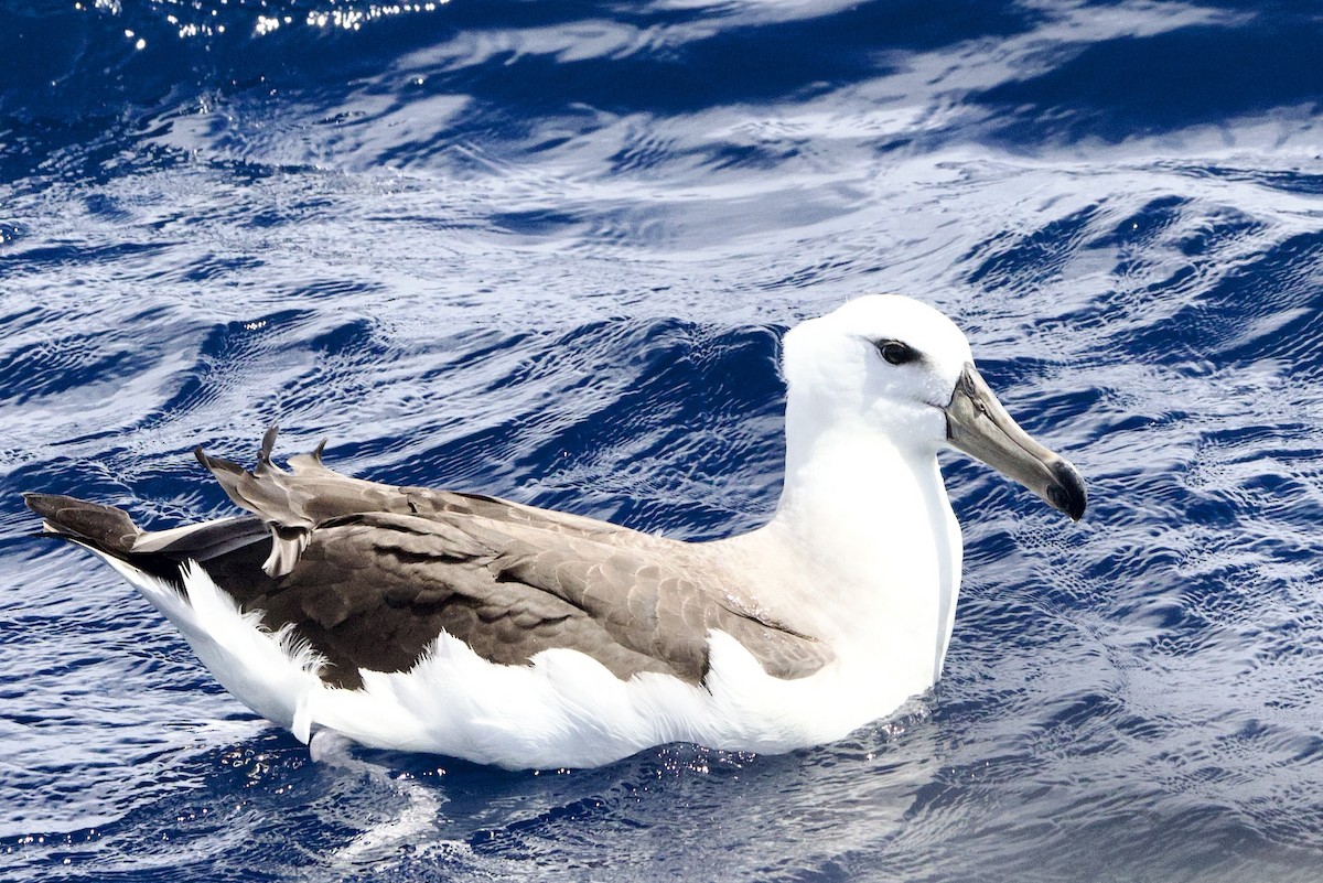 Black-browed Albatross (Black-browed) - ML647358909