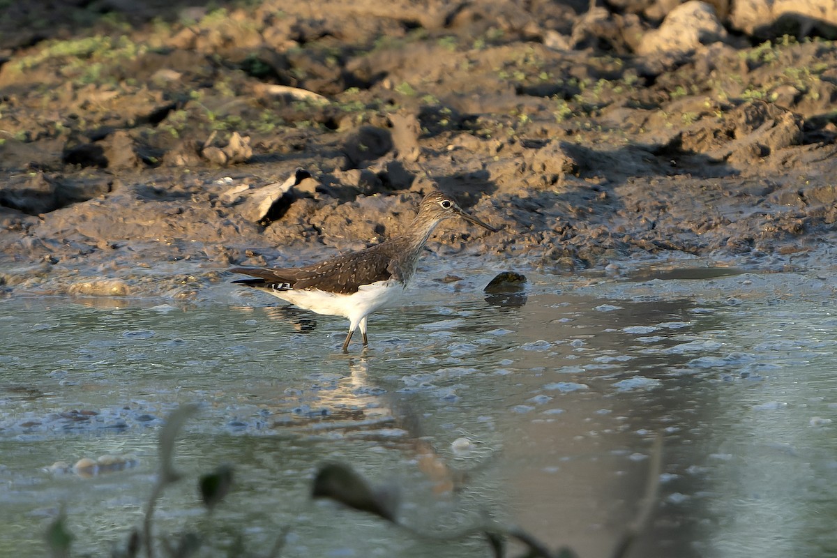 Solitary Sandpiper - ML647358910