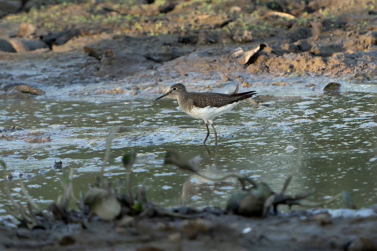 Solitary Sandpiper - ML647358911
