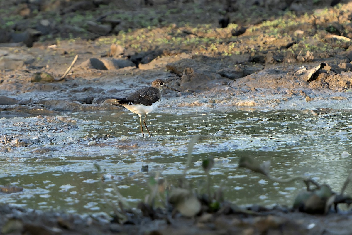 Solitary Sandpiper - ML647358912