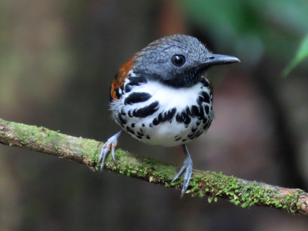 Spotted Antbird - ML647358913